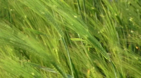 Swaying wheat spikelets Stock Footage 5535721