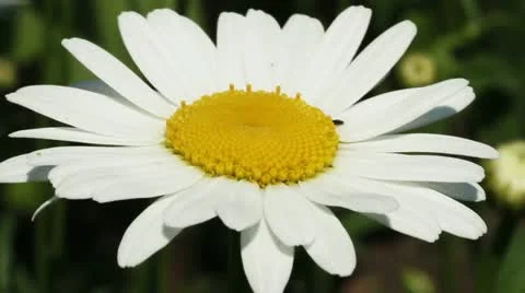 Swaying white daisy Stock Footage 11498428