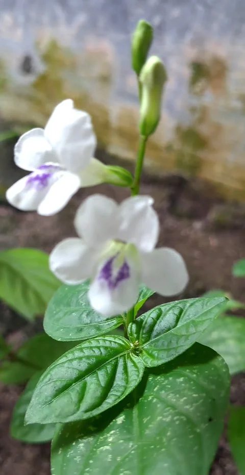 Swaying white flowers Stock-Footage 327305770