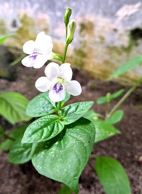 Swaying white flowers Stock-Footage 327305789
