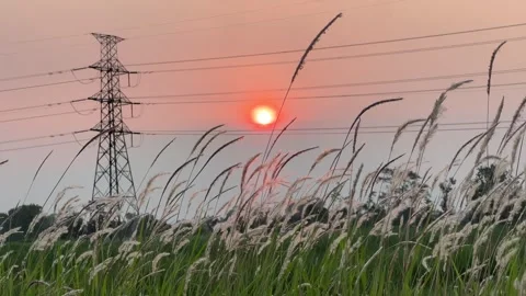 Swaying White Grass with a view of the Power Tower in the Afternoon Light Stock Footage 306143295