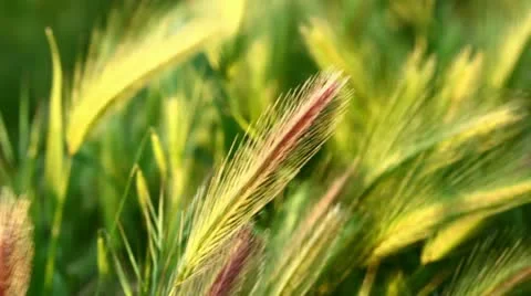 Swaying wild grass Stock Footage 10903088