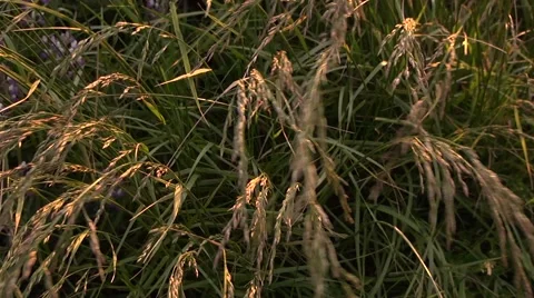 Swaying Wild Grass Stock Footage 51023833