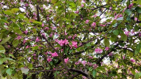 Swaying in the wind the branches of the cherry Stock Footage 110860040