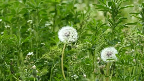 Swaying with the wind on the grass dandelion head Stock Footage 240631429