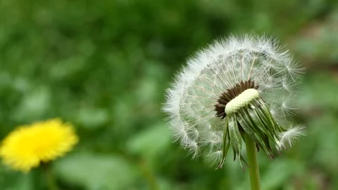 Swaying with the wind on the grass dandelion head Stock Footage 240631623
