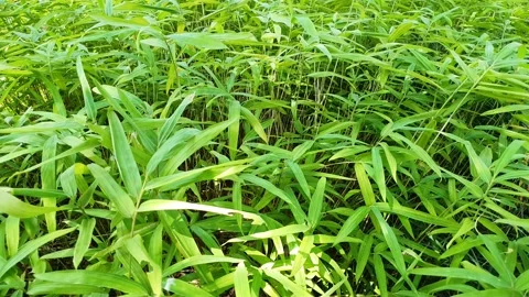 The swaying wind of the grass in the forest Stock Footage 145712825