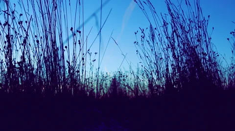 Swaying in the wind grass in a meadow. Video stock 60261163