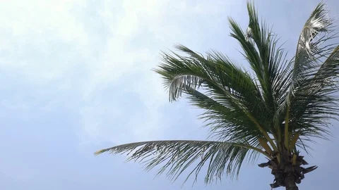 Swaying on the wind palm tree close up against blue sky background. 4K Vídeos de archivo 70362446