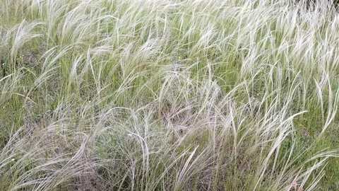 Swaying in wind in steppe, Silver feather grass close-up. High quality FullHD fo Stock Footage 157428212