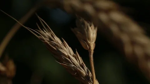 Swaying in the wind two ears of wheat Stock Footage 74479663