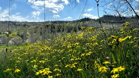 Swaying Yellow Daisies In The Nature Under The Blue Sky Stock Photos