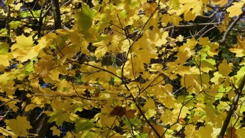 Swaying yellow maple leaves Stock Footage 226248582