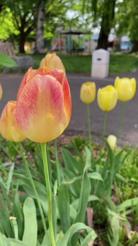 Swaying yellow tulips with a bit of red Stock Footage 276300230