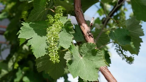Swaying of a young bunch of grapes in the wind. Sunny day. Stock Footage 155308595