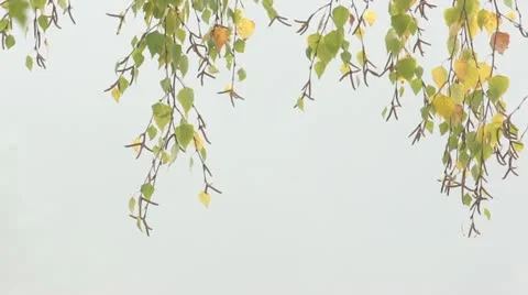 SwayingAutumnal Birch Branches Stock Footage 11160153