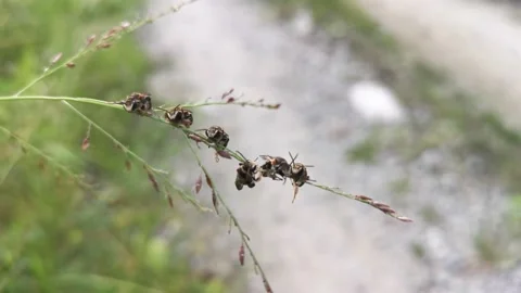 Sweat bees  Video stock 156638372