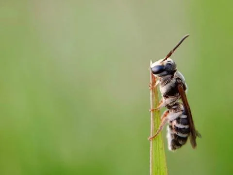 Sweat bees Stock Photos