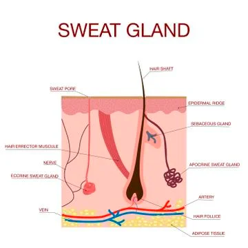 Sweat glands apocrine, eccrine and a sebaceous gland.Healthy skin anatomy Stock Illustration