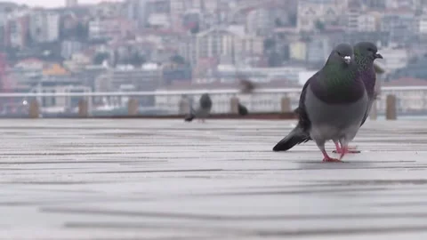 Sweat pigeons without humans Video stock 146810075