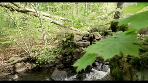 Sweden forest stream spring pan shot Stock Footage 308295721