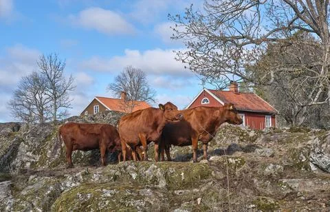 Sweden landscapes Stock Photos