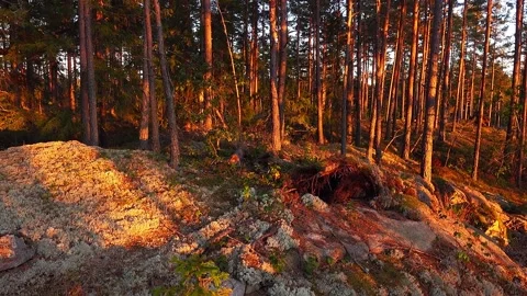 Sweden nature Stock Footage 287916585