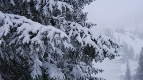 Sweden snow tree 스톡 동영상 64922271