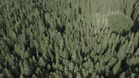 Swedish Coniferous Forest Video stock 168692893