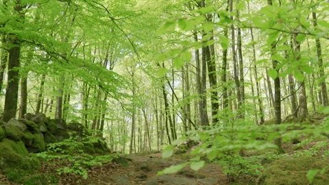 Swedish forest #1 Stock Footage 308710637