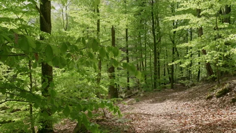 Swedish forest #2 Stock Footage 308710892