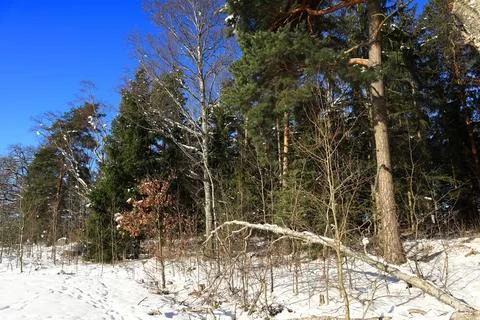 Swedish forest during winter Stock Photos