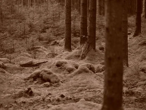 Swedish forest landscape. Stock Photos