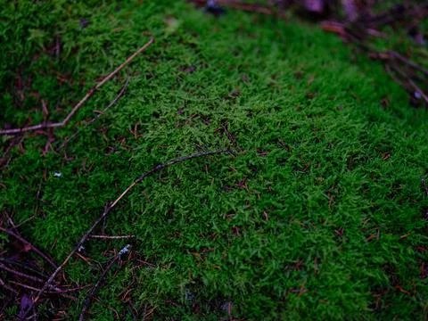 Swedish forest landscape. Stock Photos