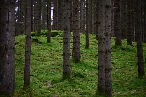 Swedish forest landscape. Stock Photos