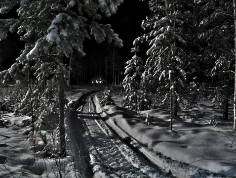 Swedish forest in the night Stock Photos