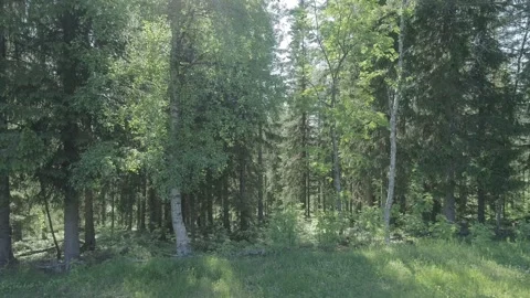 Swedish forest from the north 스톡 동영상 249657439
