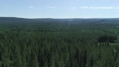 Swedish forest from the north 스톡 동영상 249657443