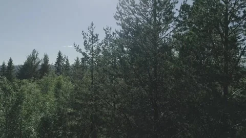 Swedish forest from the north 스톡 동영상 249657445