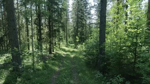 Swedish forest from the north 스톡 동영상 249657448