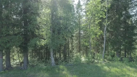 Swedish forest from the north 스톡 동영상 249657450