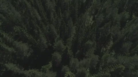 Swedish forest from the north 스톡 동영상 249657451