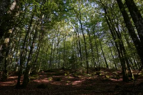 Swedish forest Foto stock