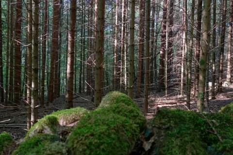Swedish forest Stock Photos