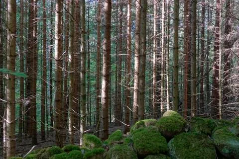 Swedish forest Stock Photos