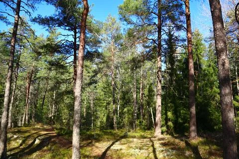 Swedish forest Stock Photos