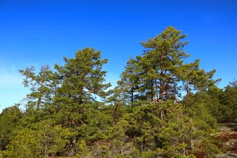 Swedish forest Stock Photos