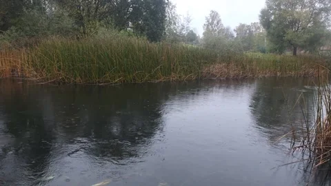 Swedish Forest River Environment Macro B-Roll Stock Footage 347834013