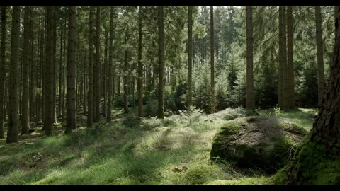 Swedish forest in spring #1 Stock Footage 308301102
