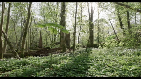 Swedish forest in spring #2 Stock Footage 308298355